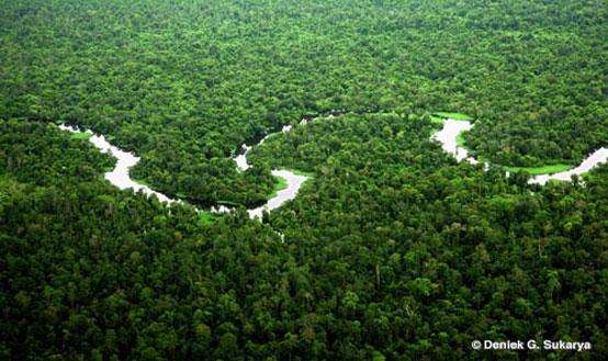 Hutan dan Raja Hutan