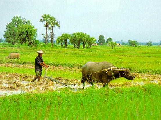 Kisah Petani Yang Menyesal