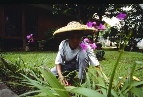 Tukang Kebun